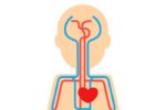 Stylized illustration of a human silhouette with a red heart and blue and red simplified circulatory system diagram overlaid, representing the cardiovascular system or heart health concepts.