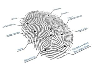 Fingerprint Biometrics Solutions for Mobile ID
